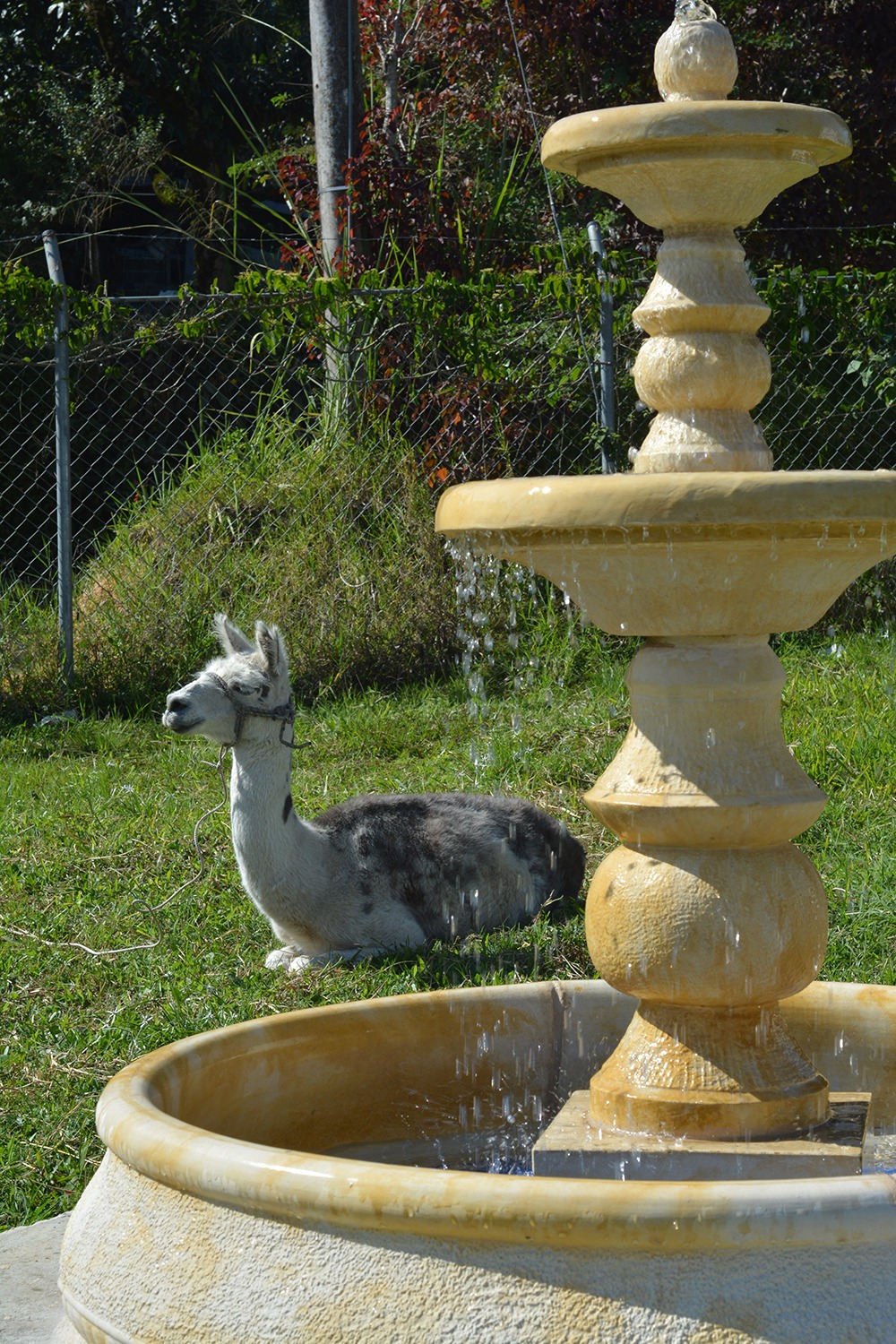 Llama en primer plano — Barbosa