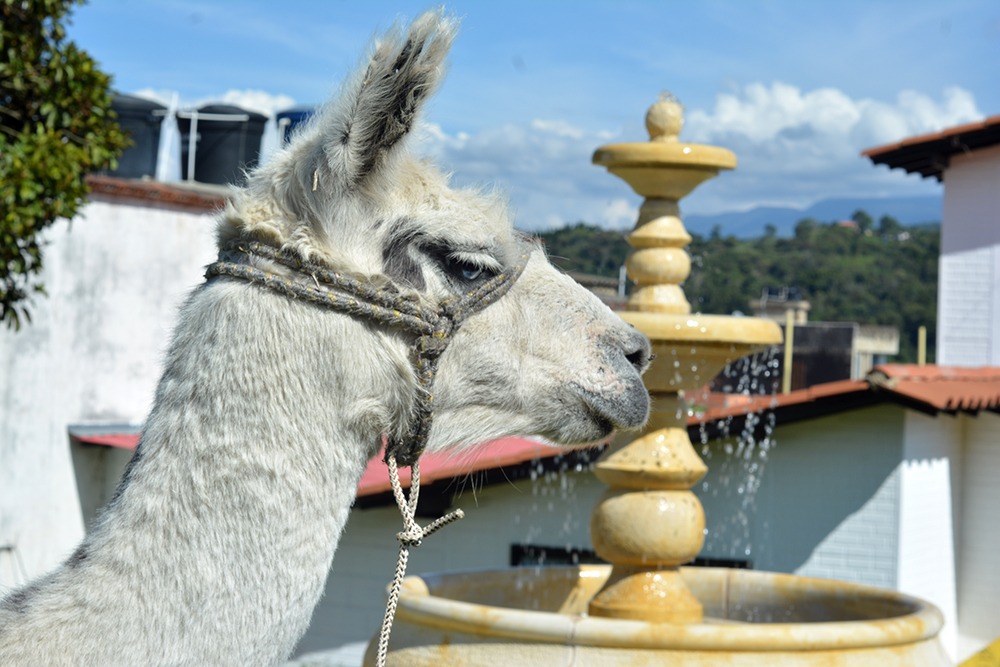 Llama junto a la fuente de Barbosa